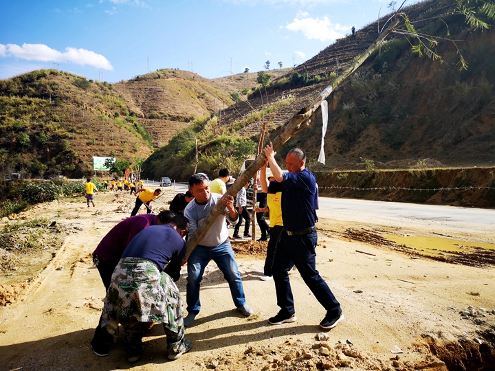 云县多部门党组织联合在晓街县乡公路栽下凤凰木